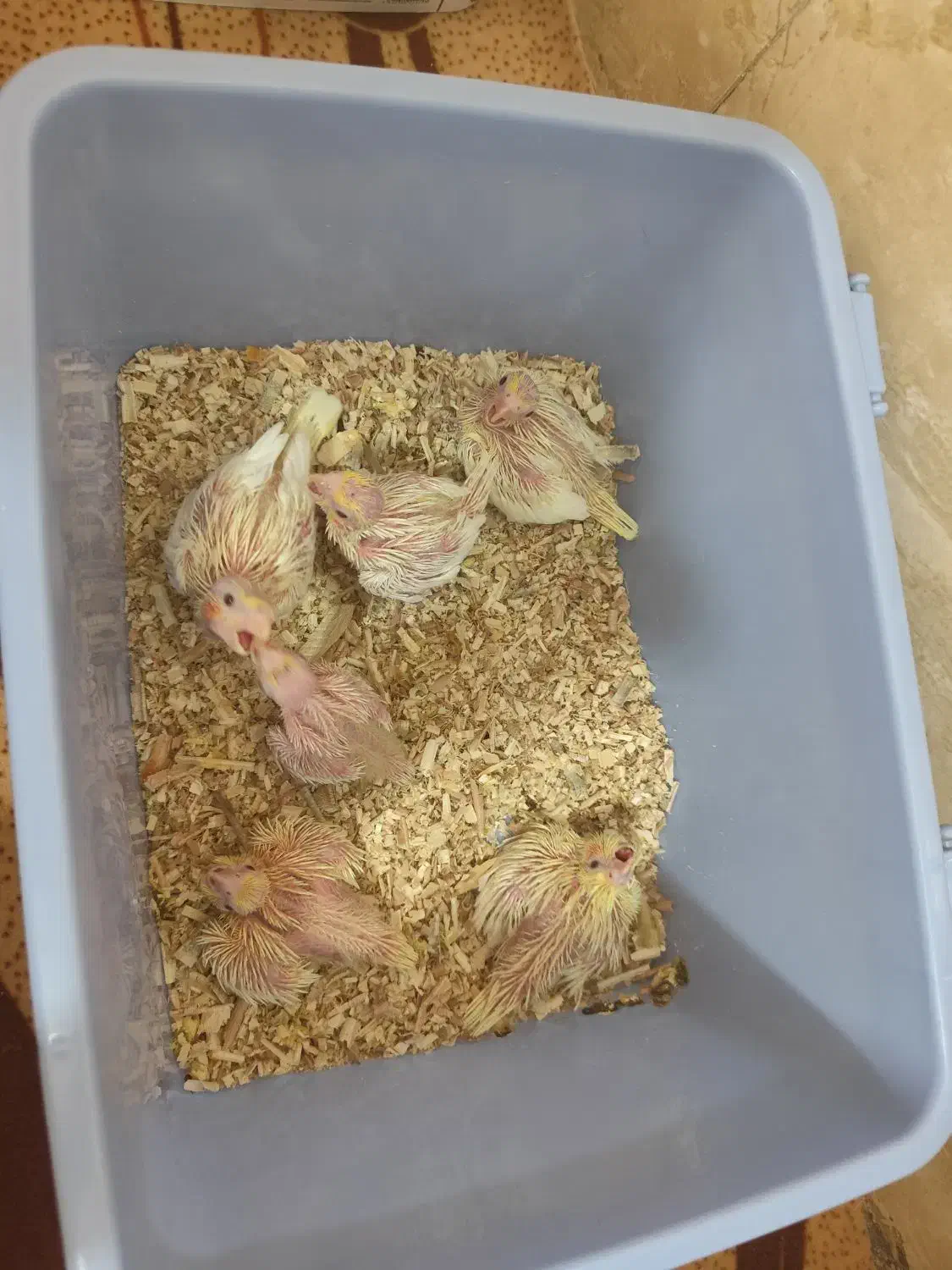 جوجه عروس هلندی|پرنده|شیراز, کوشک میدان|دیوار