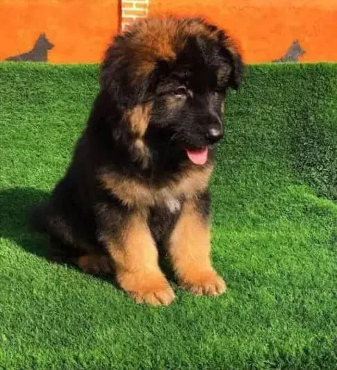 توله های ژرمن اصیل با کیفیت|سگ|رشت, حومه رشت|دیوار