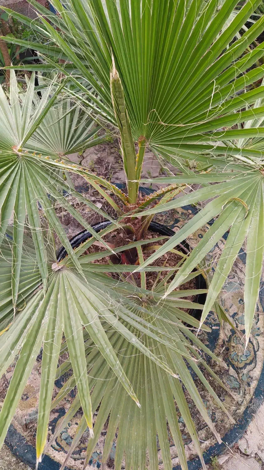 گل و گلدان|گل و گیاه طبیعی|رشت, شهرک احمد خمینی|دیوار