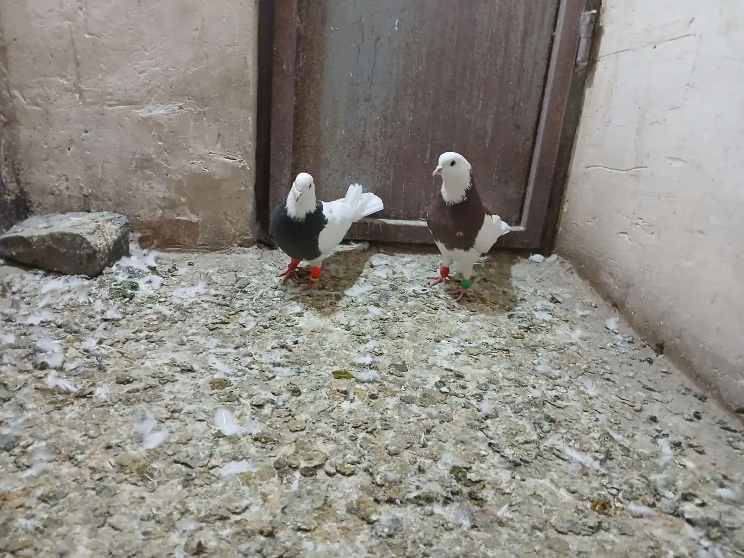 طوقی|پرنده|نظرآباد, نجم آباد|دیوار