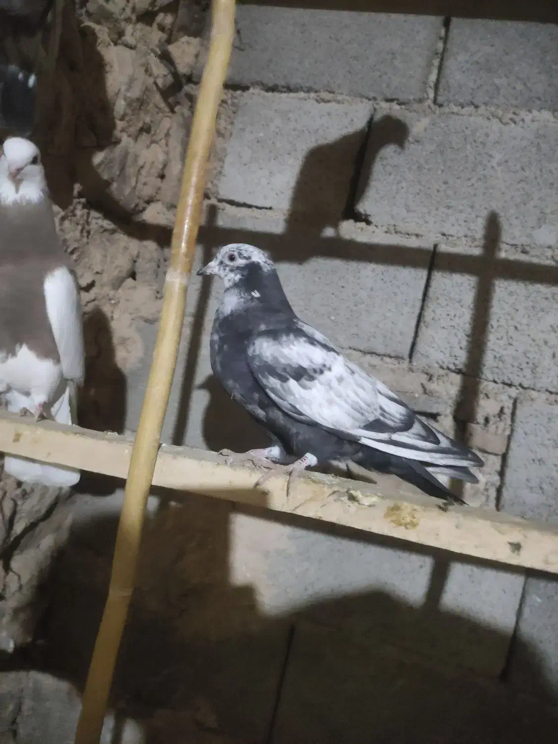 سینه دم سیاه.موقعیت گیلانغرب.|پرنده|سرپل ذهاب, |دیوار