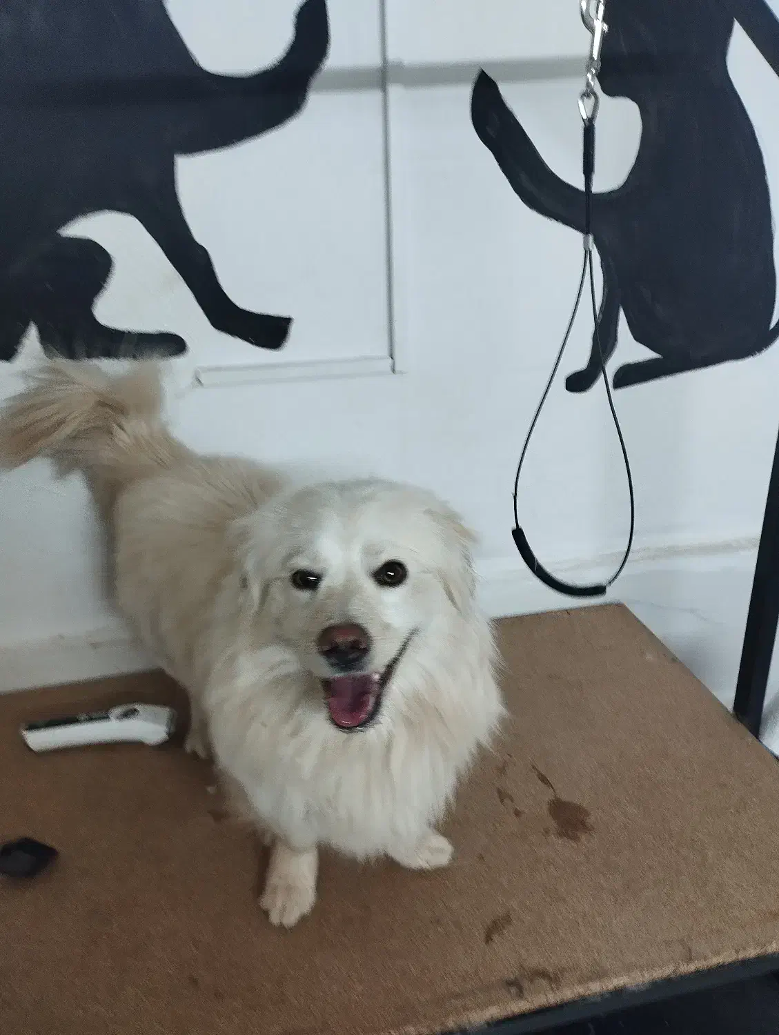 سگ تزئینی|سگ|کاشمر, |دیوار