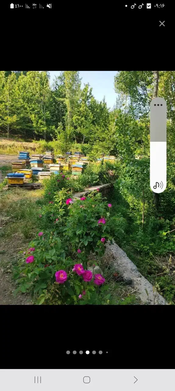 عسل بهاری ومحلی سبلان اردبیل|خوردنی و آشامیدنی|صفادشت, |دیوار