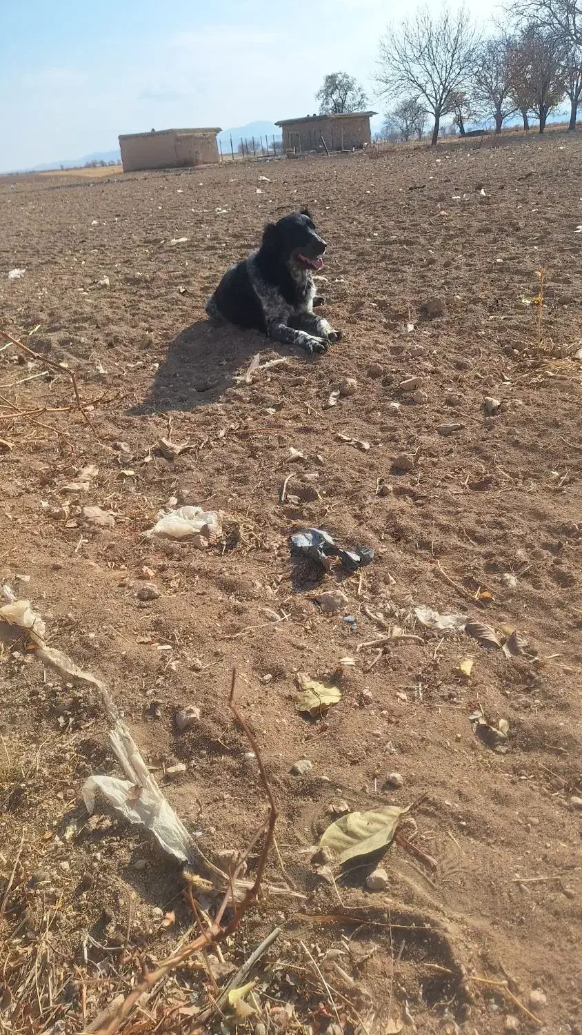 سگ قدرجونی|سگ|کبودرآهنگ, |دیوار