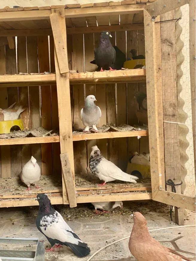 قفس چوبی جفت کن|لوازم جانبی حیوانات|ایلام, |دیوار