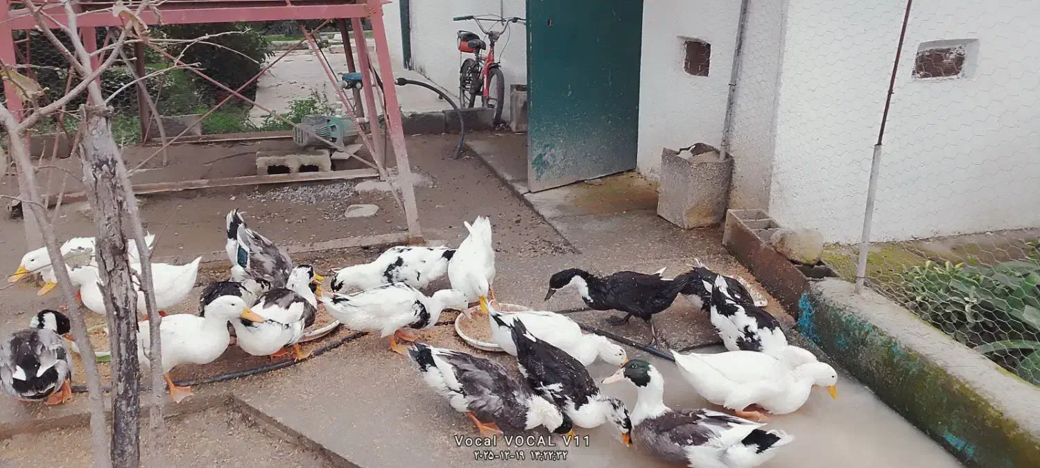 اردک|پرنده|نوشهر, |دیوار