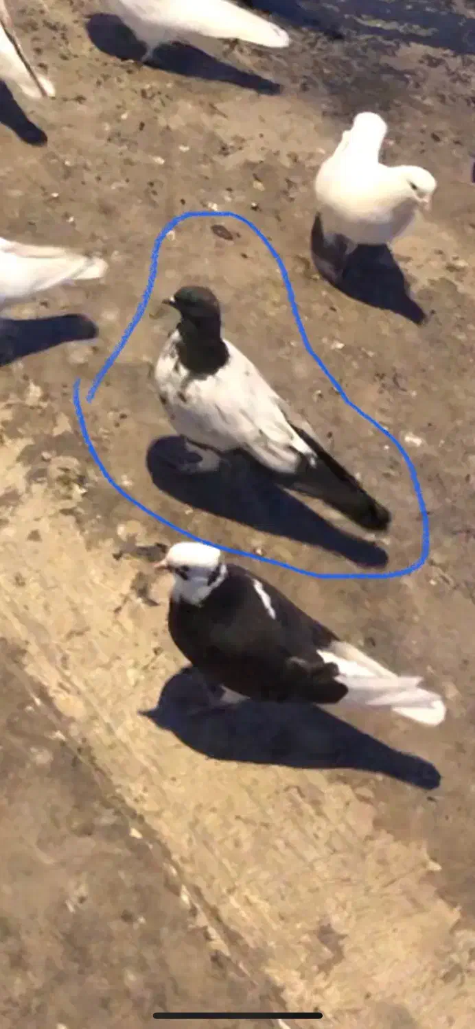 گم شده|حیوانات|رودهن, |دیوار