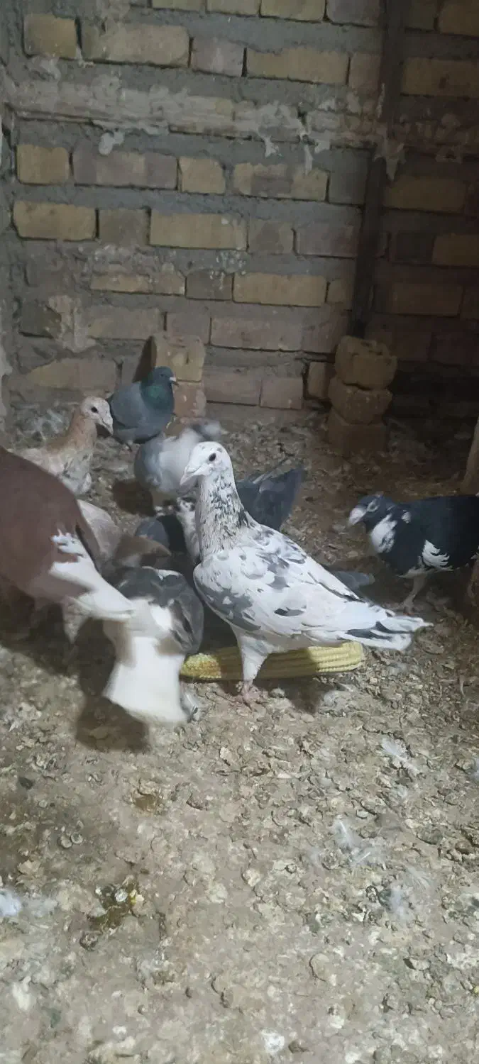 سار هفت رنگ و سار سبز .|پرنده|تایباد, |دیوار