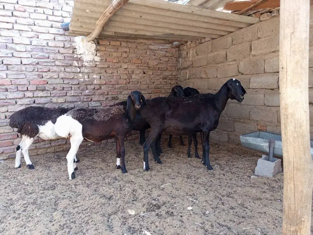 میش چینی قندوزی|حیوانات مزرعه|شیراز, سایت اداری|دیوار