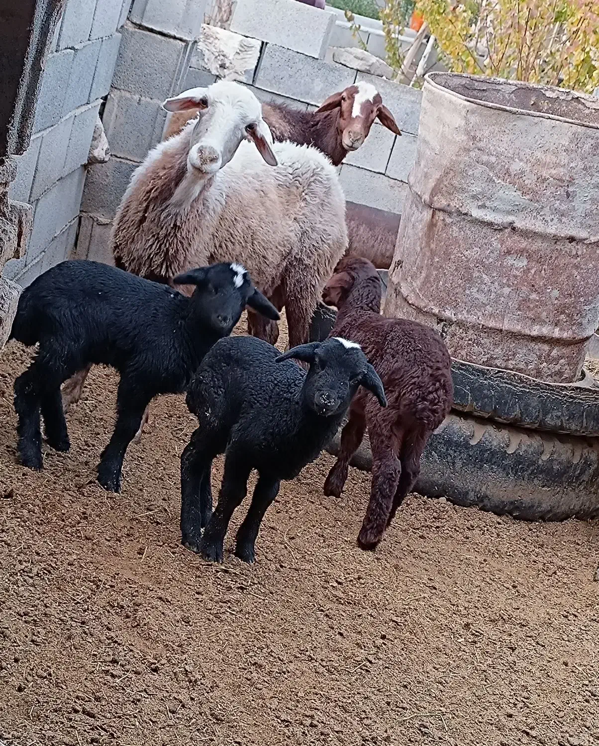 فروش میش و بره دوقلو|حیوانات مزرعه|شاهرود, |دیوار