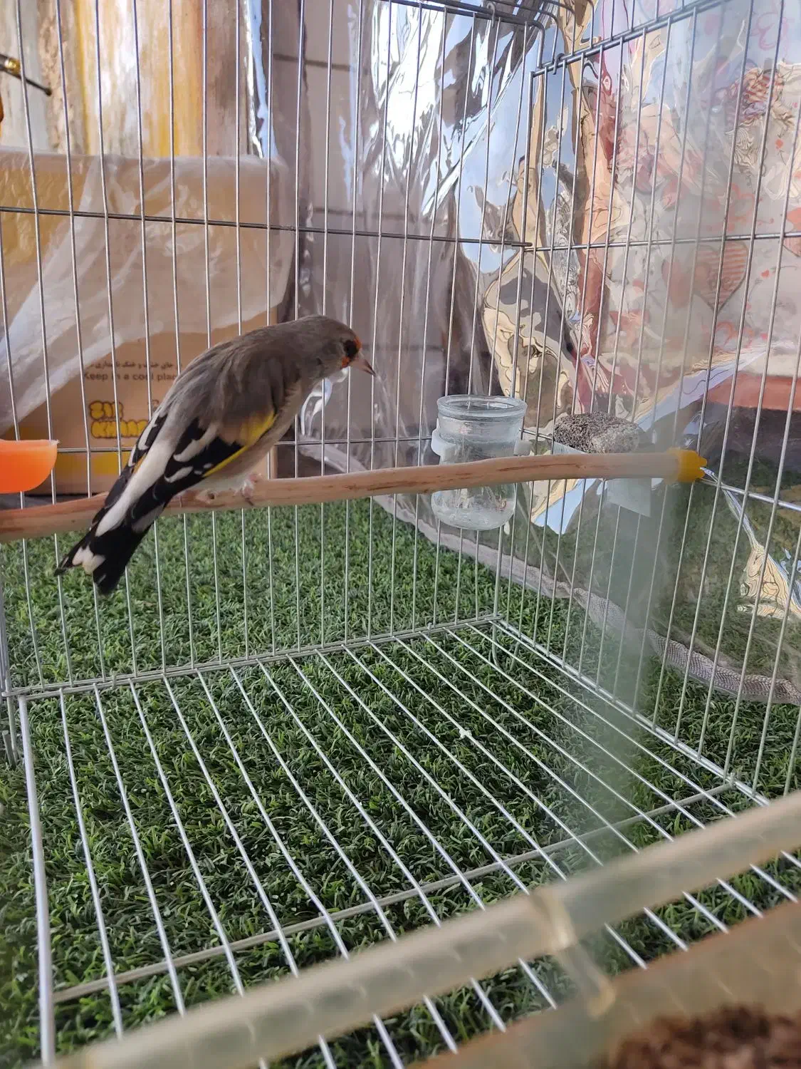 سهره .دورگ کرمونی عتیقه شبو روز بخون|پرنده|فسا, |دیوار