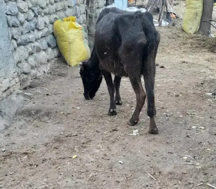 گاو|حیوانات مزرعه|دره رود, |دیوار