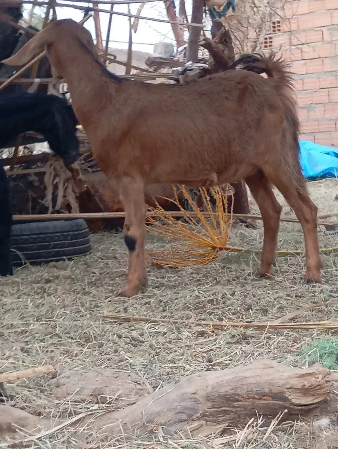 گیسه رشتی اوست نژاد دوقلو فروشی|حیوانات مزرعه|بم, |دیوار