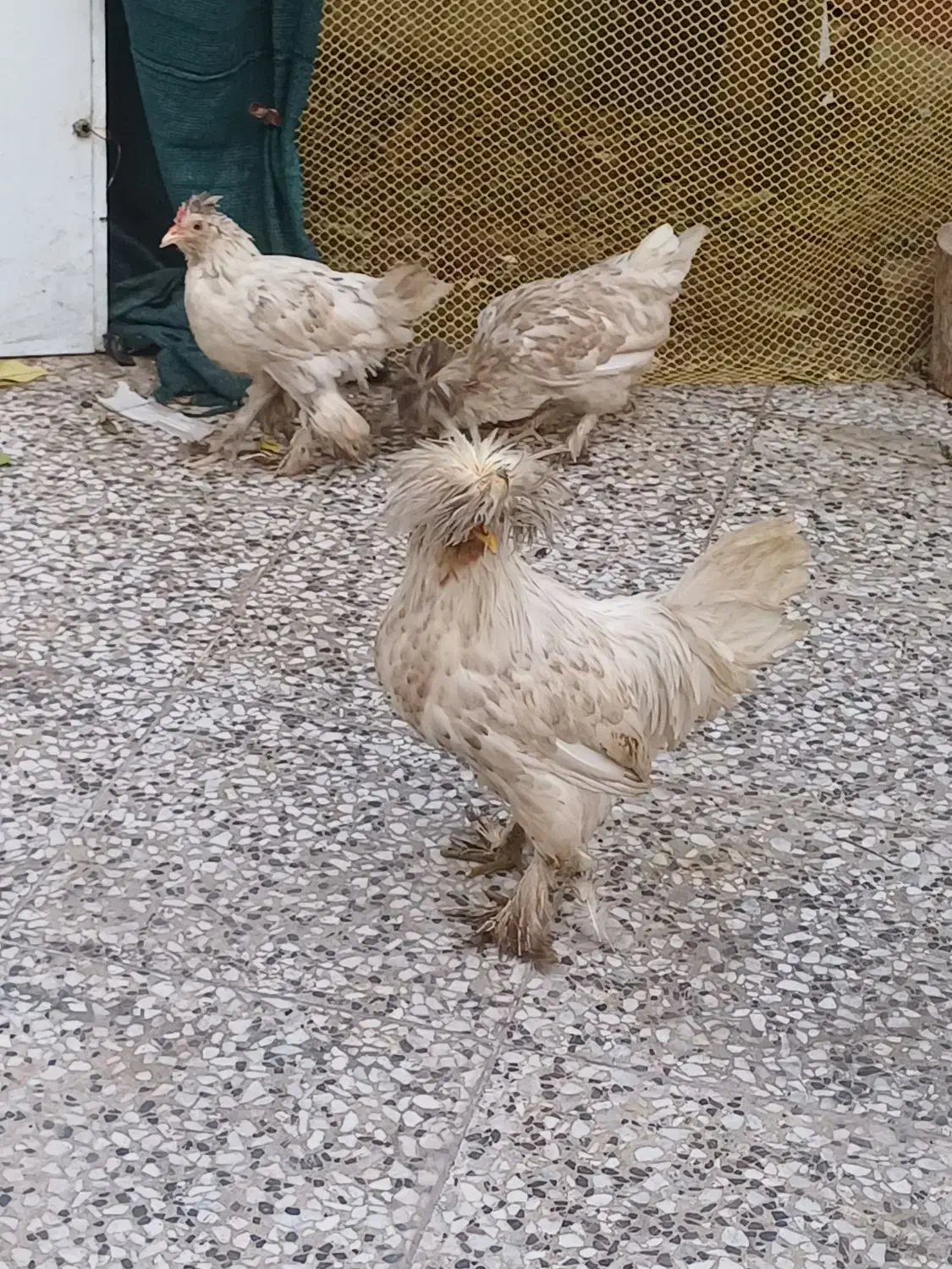 خروس و مرغ پاپر|حیوانات مزرعه|شیراز, شهرک صدا و سیما|دیوار