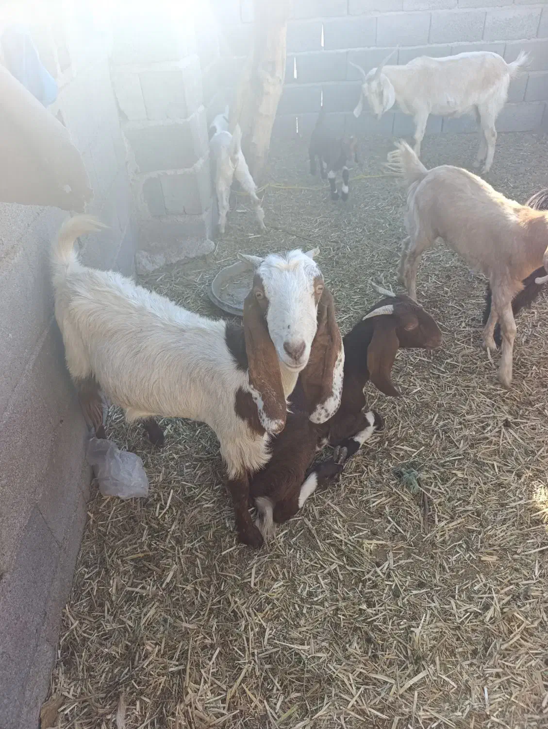 دوتا گیسه پاکستانی قیمت دوتا 15تومن|حیوانات مزرعه|قلعه گنج, |دیوار