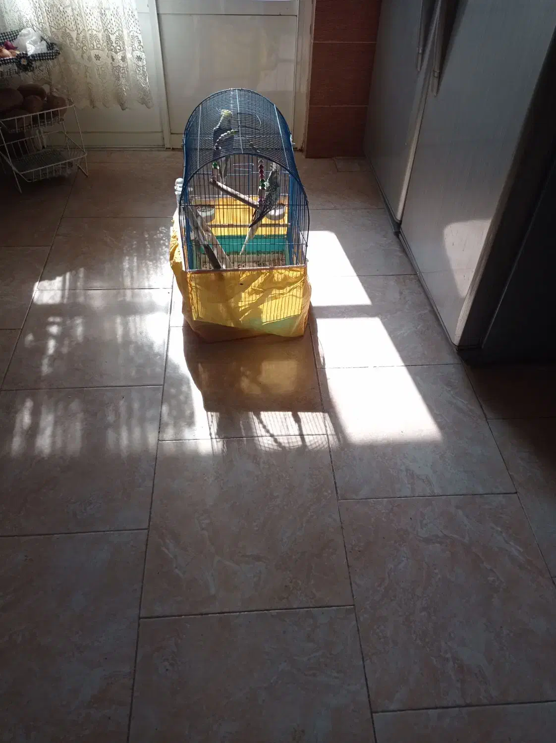 معاوضه با لاری|پرنده|رشت, کوی فکوری|دیوار