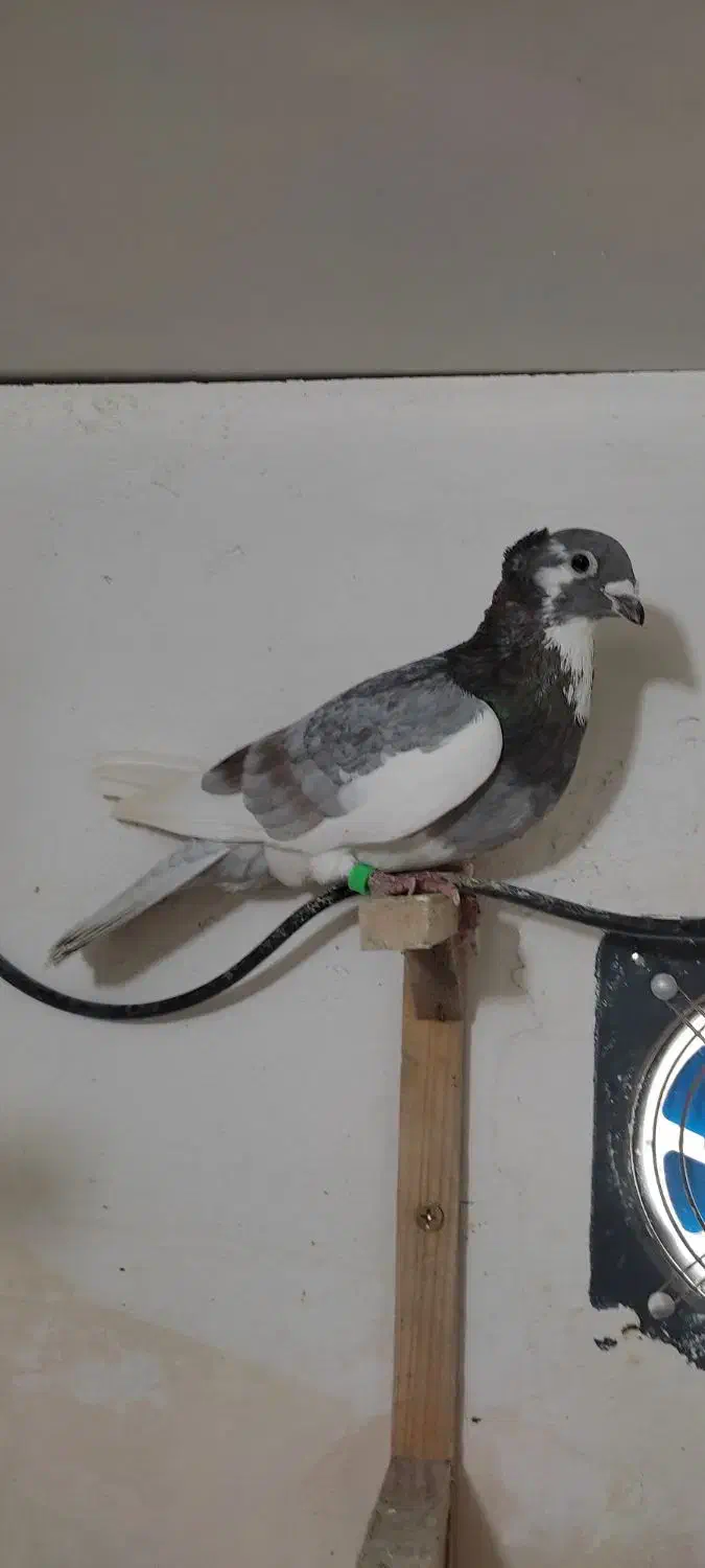 کفتر صید ۷تا قلدور|پرنده|مشهد, یاس|دیوار