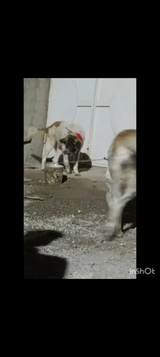 نرو لاس|سگ|شیدا, |دیوار