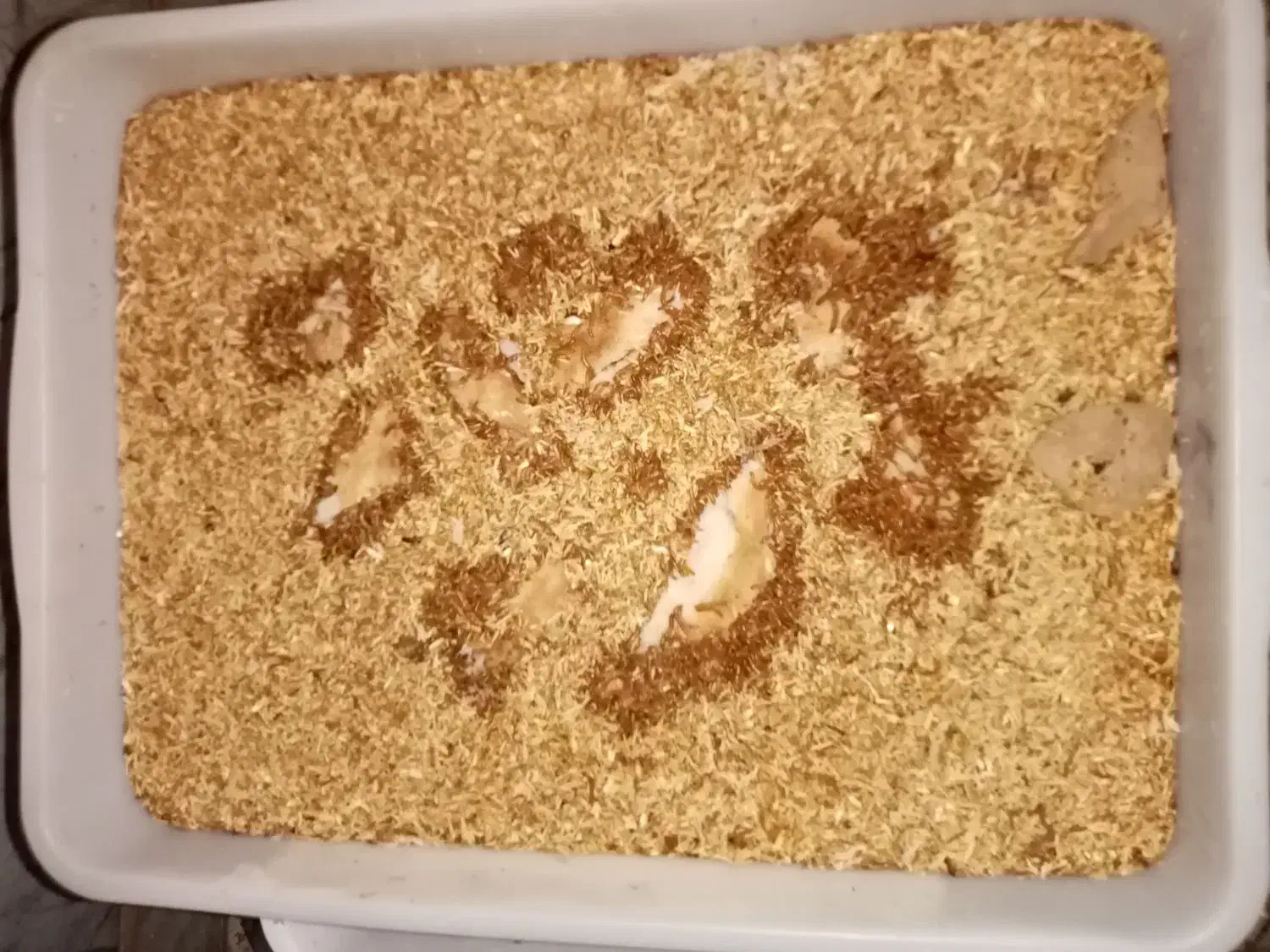 میلورم زنده درجه 1|خزنده|گنبد کاووس, |دیوار