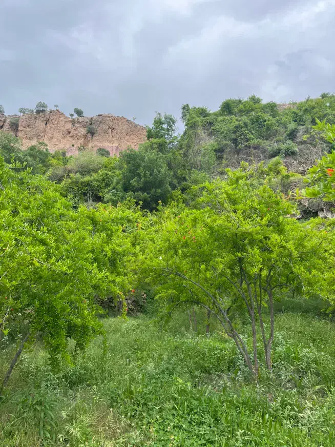 زمین مسکونی سند دار|فروش زمین و ملک کلنگی|شیراز, شهرک امیر کبیر|دیوار