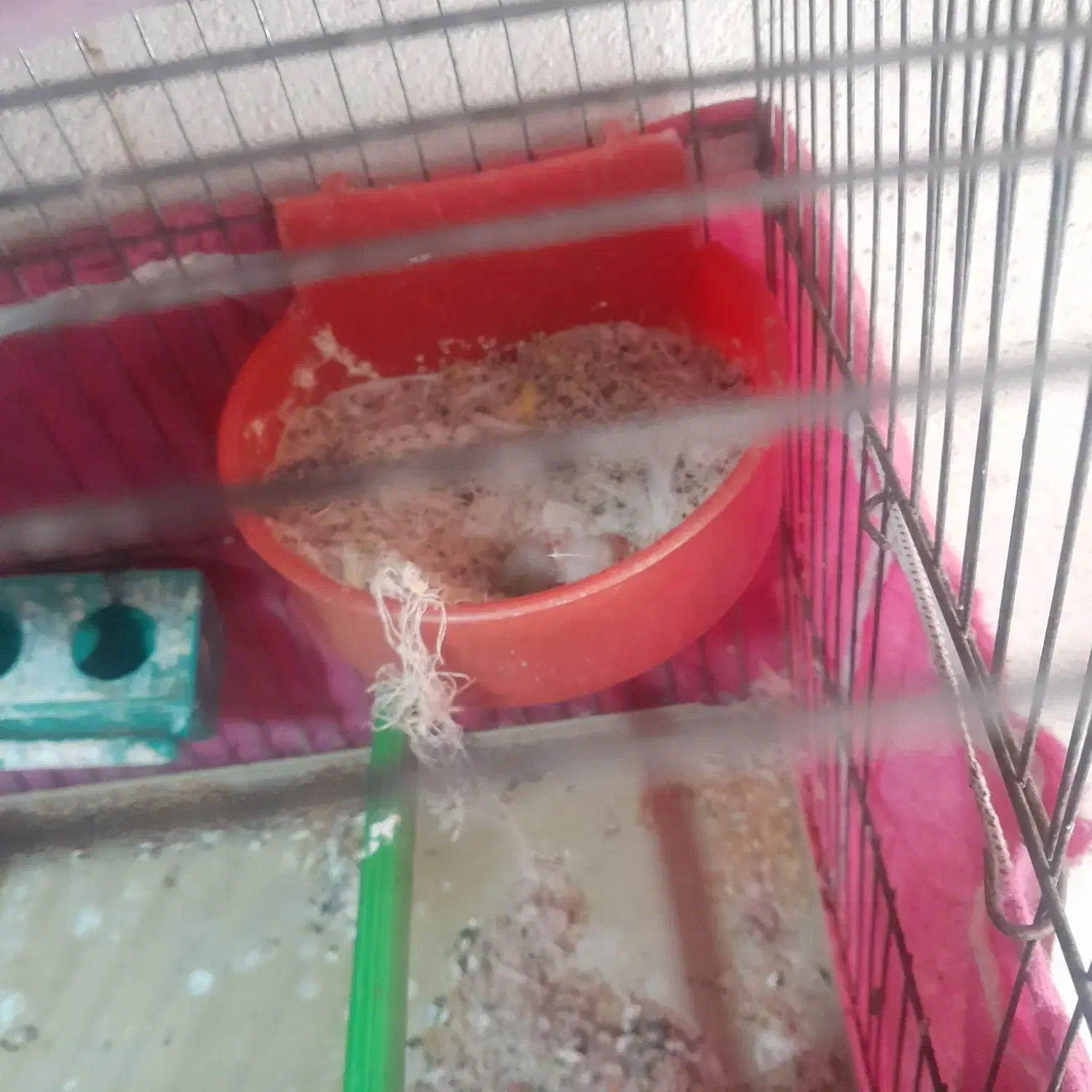 جفت قناری روتخم|پرنده|الوند, |دیوار