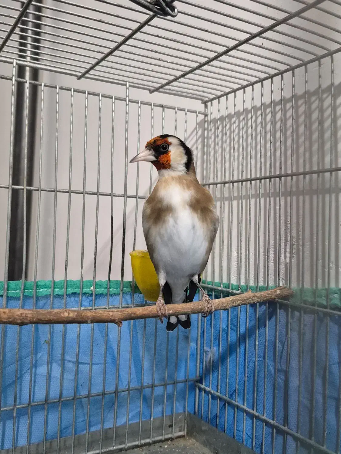 سهره نر|پرنده|همدان, |دیوار