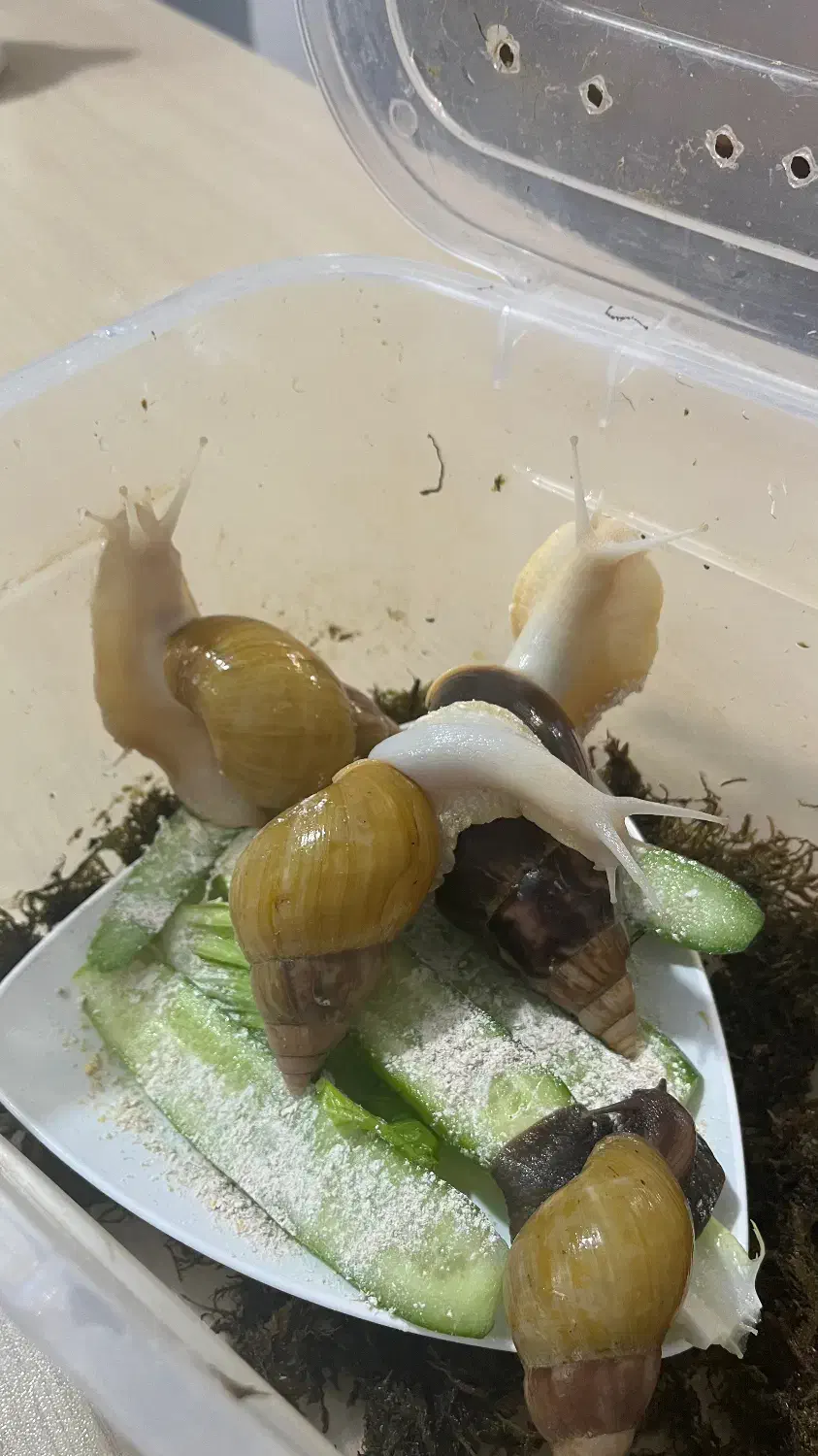 حلزون|خزنده|دزفول, |دیوار