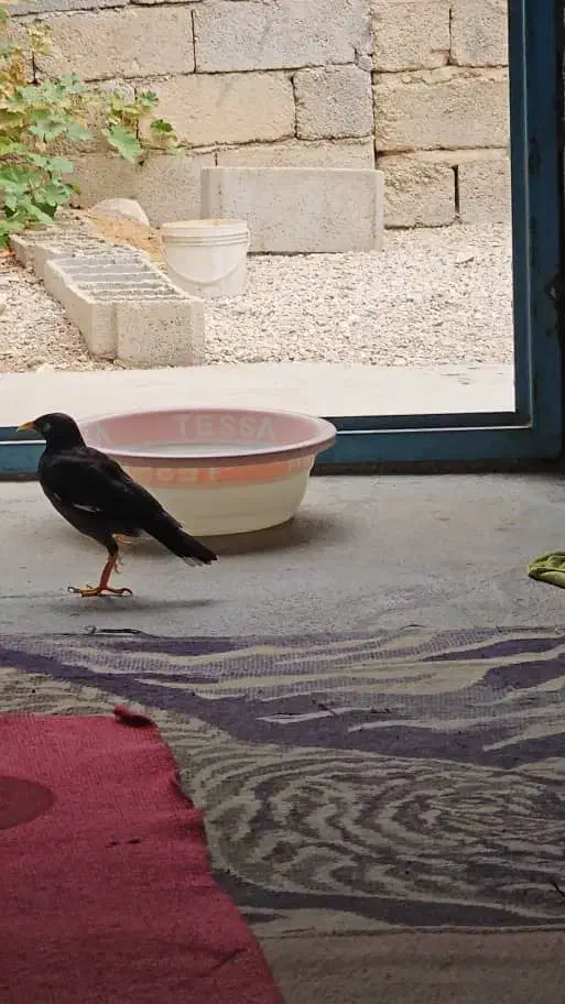 مرغ مینا واسه مهدی هست|پرنده|ریز, |دیوار