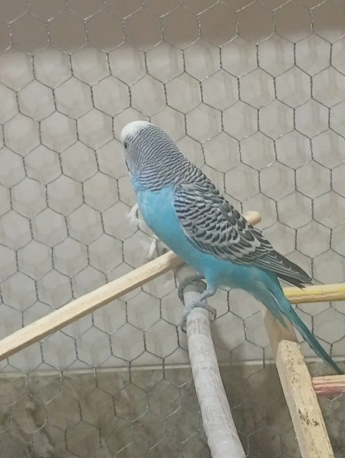 مرغ عشق|پرنده|ارم, |دیوار