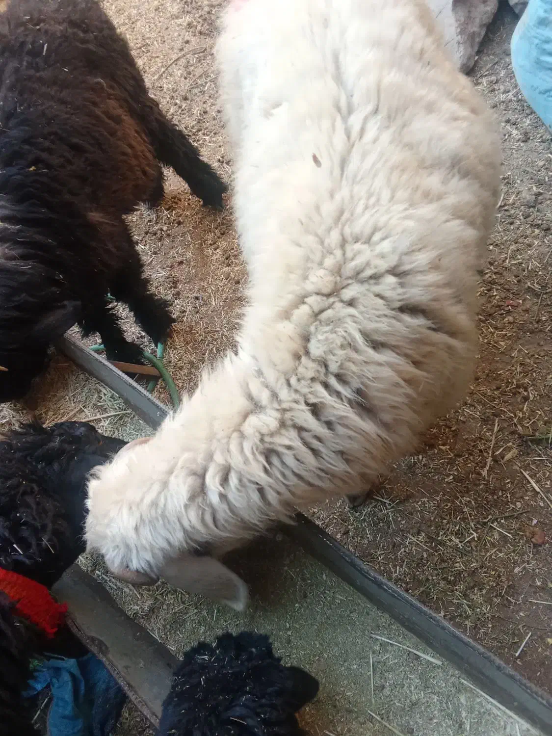 میش گلونی وکهره نرتخمی|حیوانات مزرعه|درودزن, |دیوار