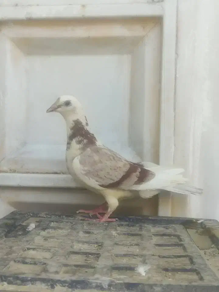 پرنده|پرنده|اهواز, شهرک دانشگاه|دیوار