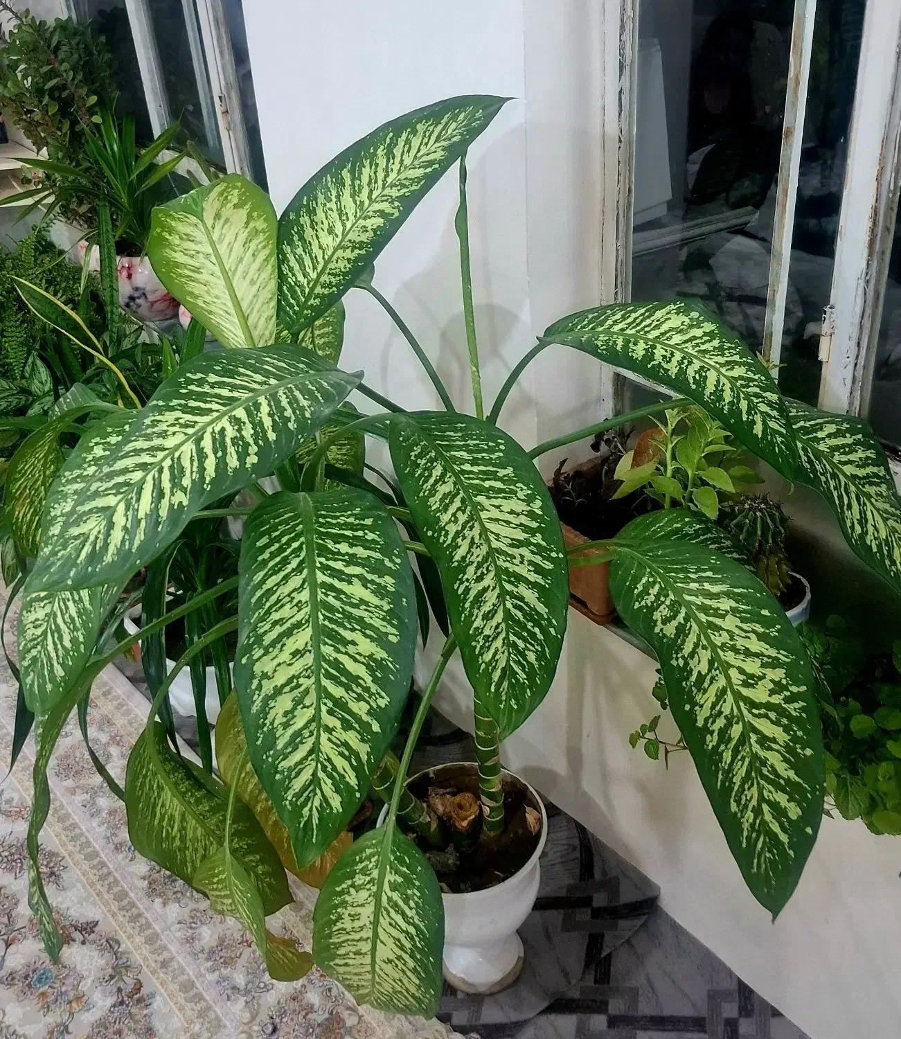 گل فروشی بزرگ|گل و گیاه طبیعی|پیرانشهر, |دیوار