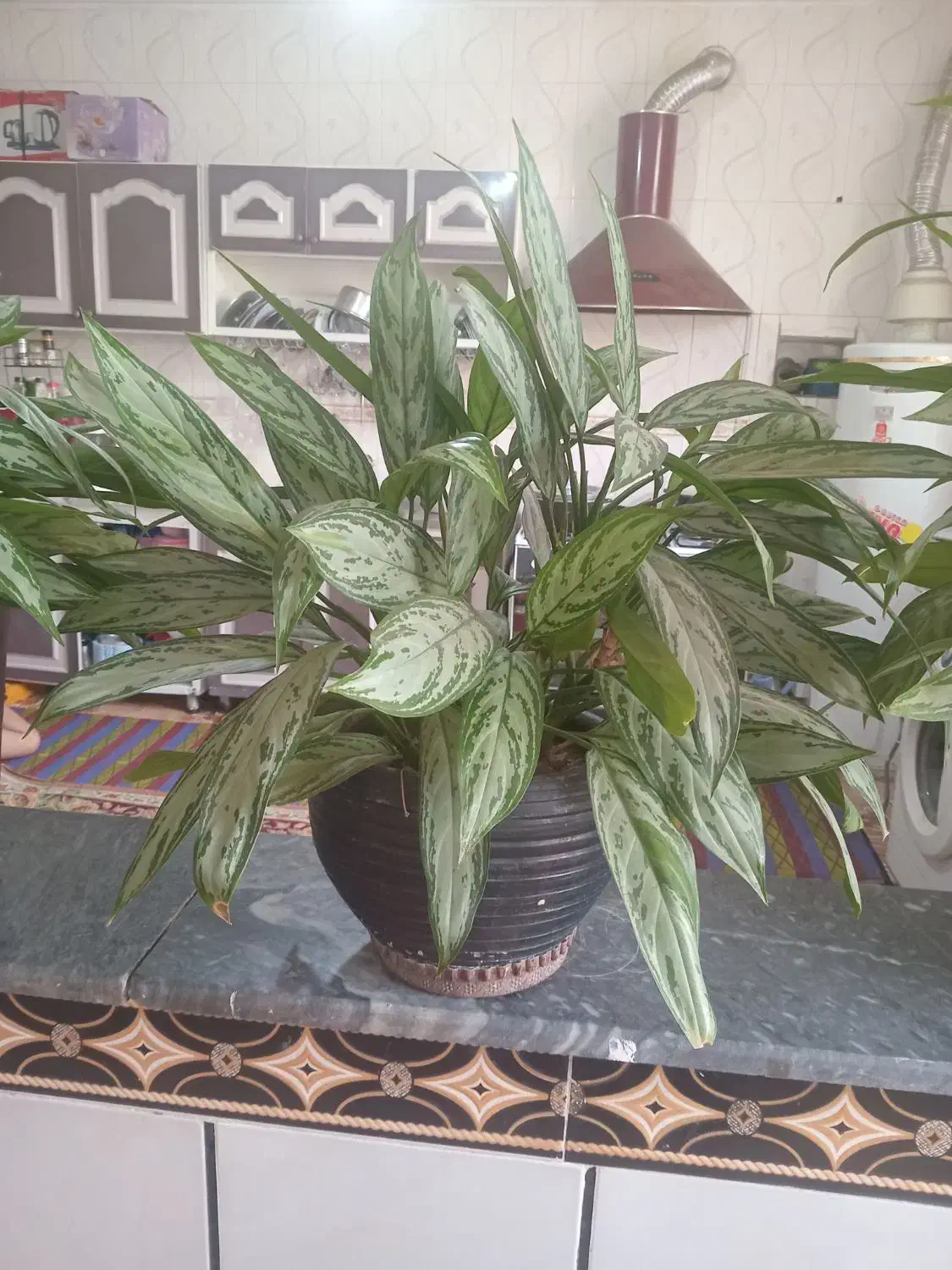 رو بالشتی وگل طبیعی|سرویس روتختی|یاسوج, |دیوار