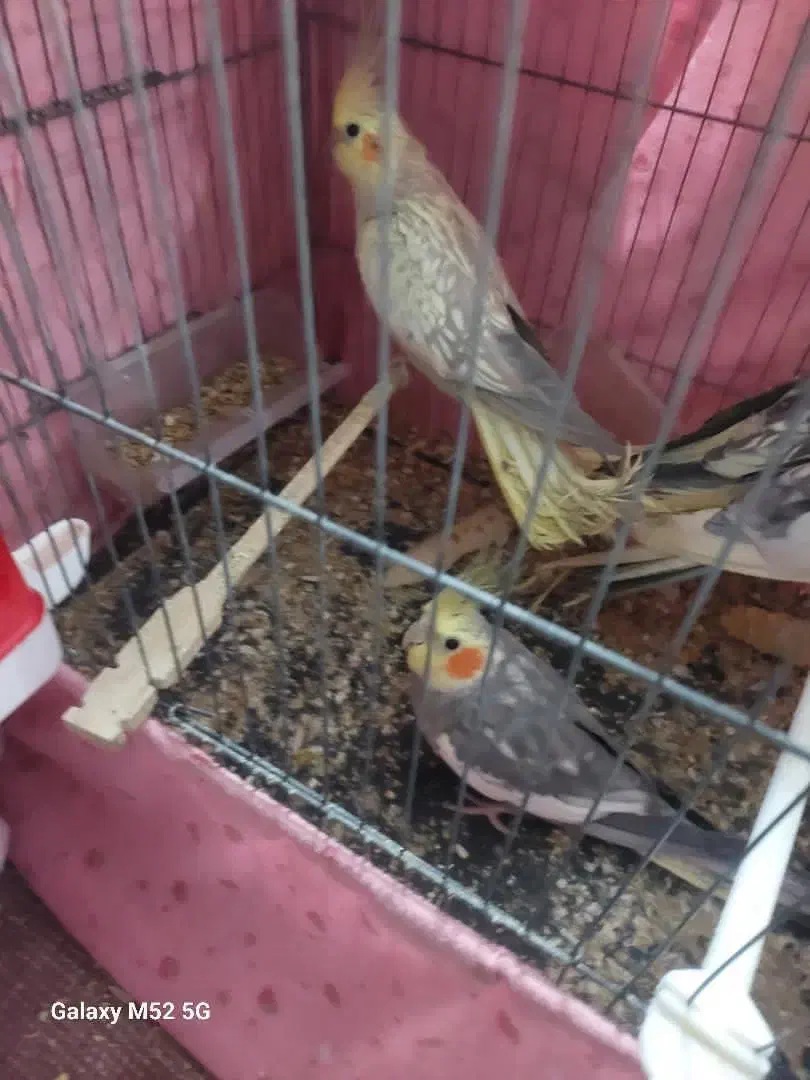 عروس هلندی|پرنده|سبزوار, رضوان|دیوار