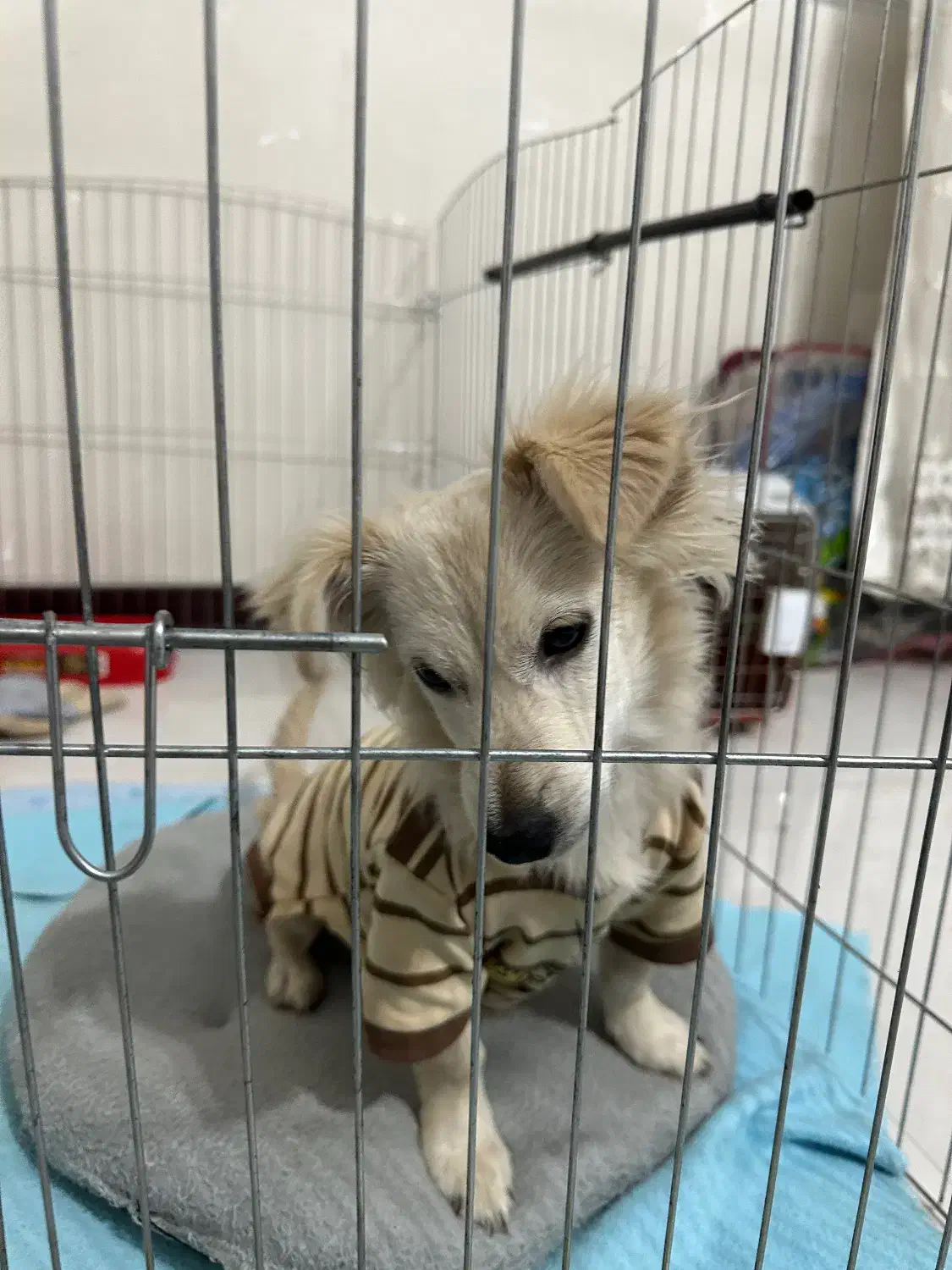 پامر اشپیتز میکس ۸ماهه نر|سگ|شهریار, شهرک شاهد|دیوار