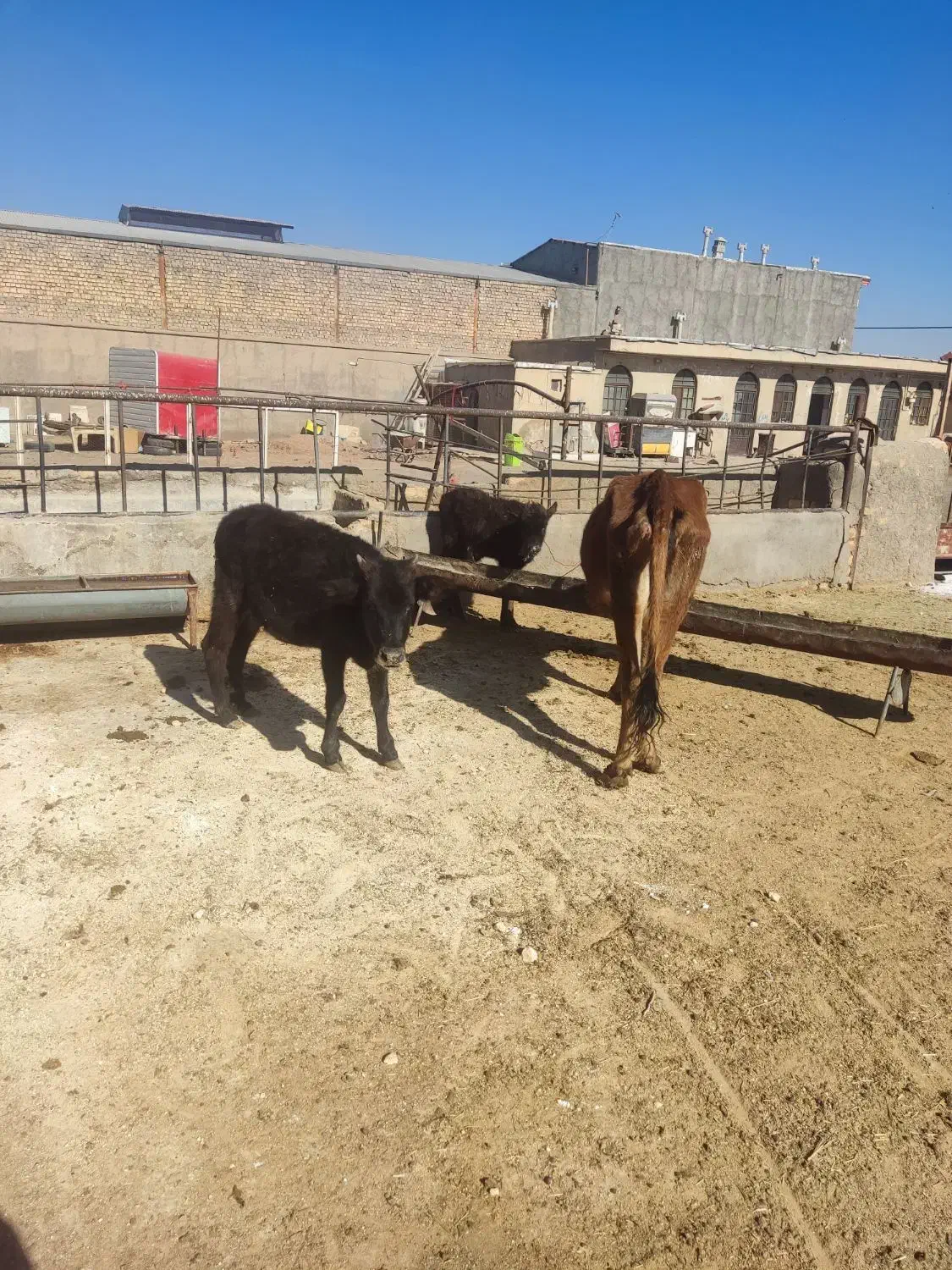 گاو.بادوتا گوساله|حیوانات مزرعه|قم, علی آباد سعدگان|دیوار