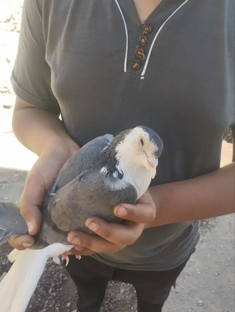 کبوتر.     فوری|پرنده|دلیجان, |دیوار