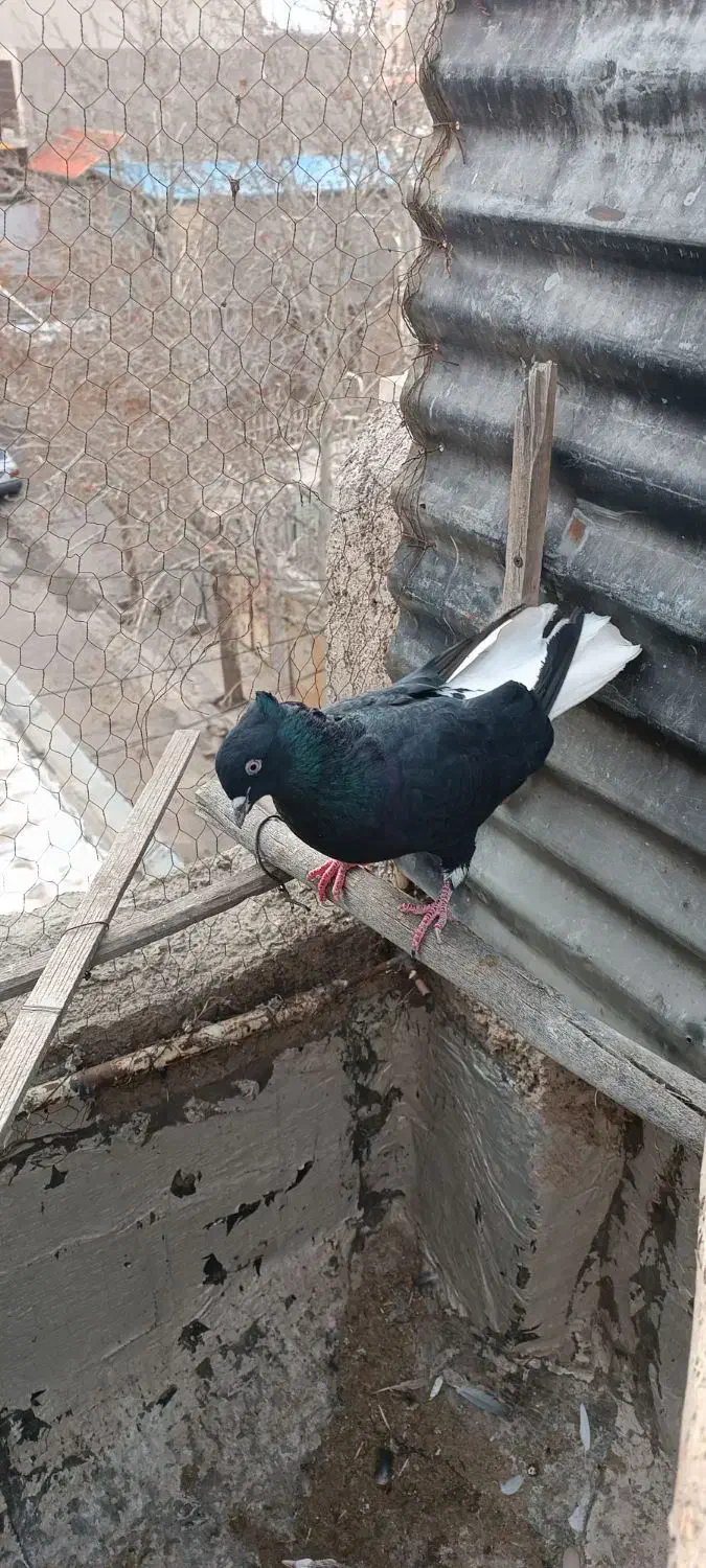 هفرنگ قارا دم سفید|حیوانات|قزوین, |دیوار