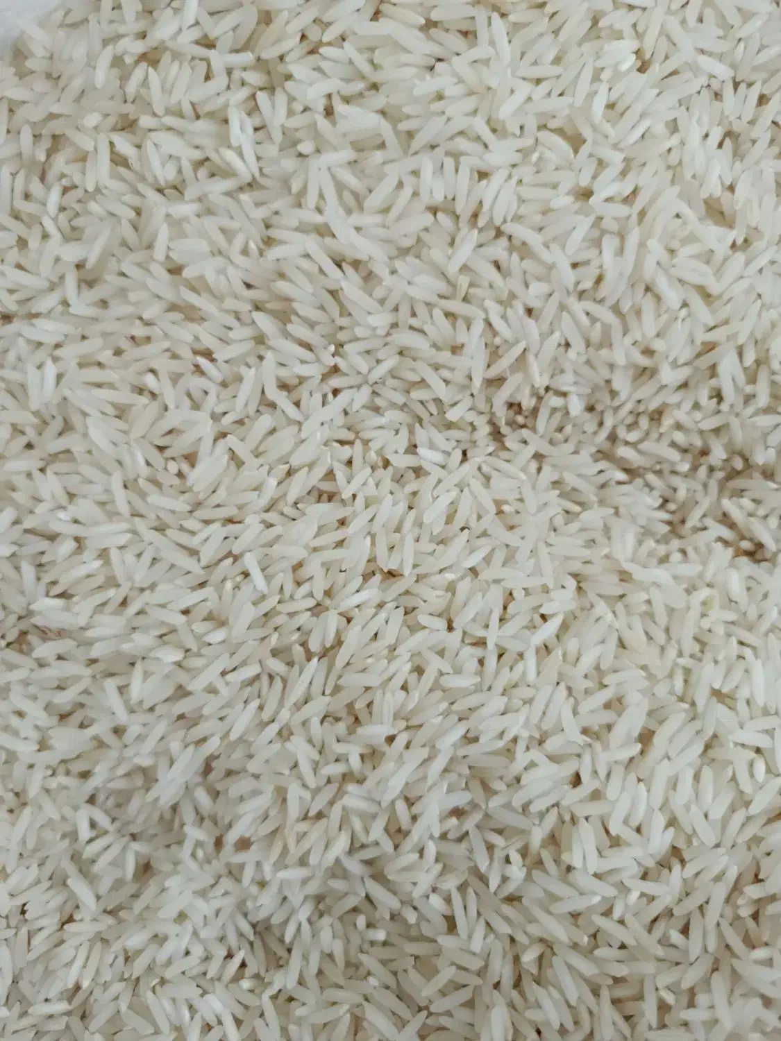 برنج تازه آسیاب شده امسال طارم فجر|خوردنی و آشامیدنی|ایلام, |دیوار