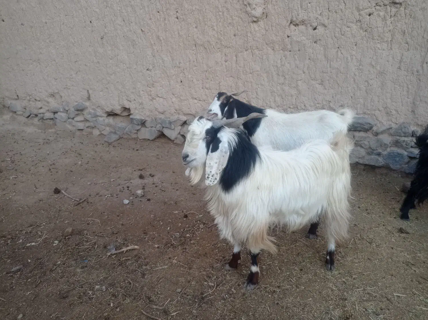 بز تکه|حیوانات مزرعه|بیرجند, |دیوار