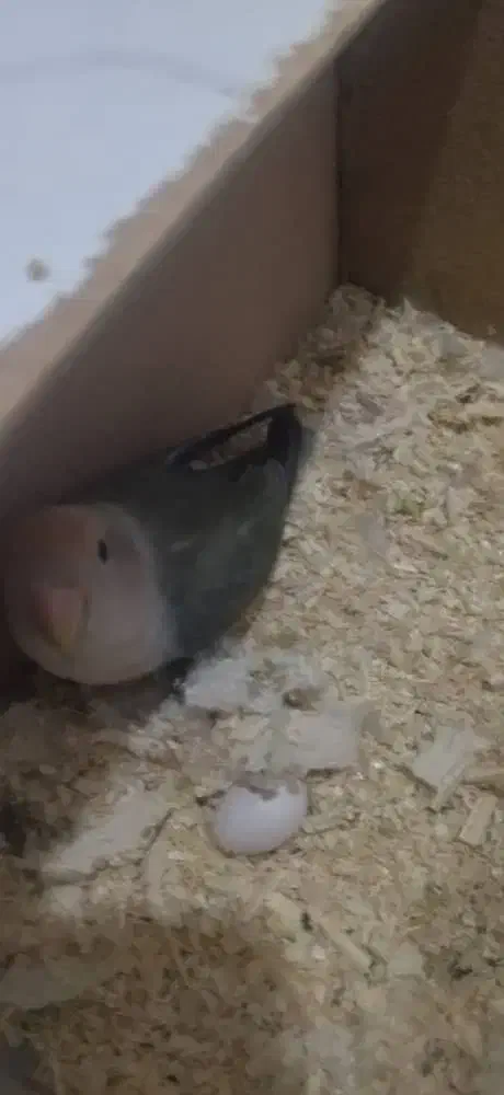 طوطی برزیلی|پرنده|شیراز, فاضل|دیوار