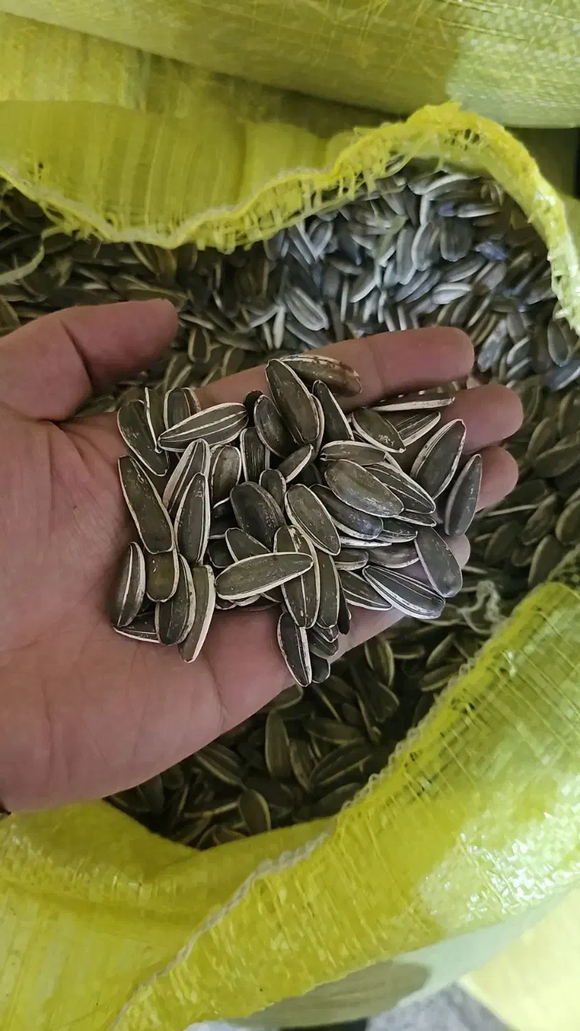 تخمه s400 و t6 به صورت عمده|عمدهفروشی|شیراز, باغ تخت|دیوار