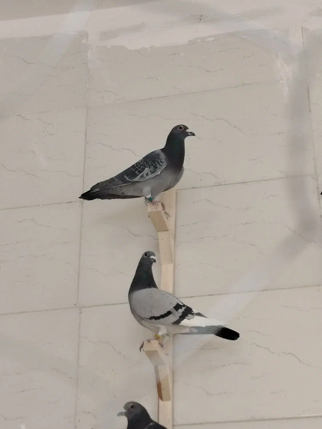 کفتر|پرنده|پاسارگاد, |دیوار