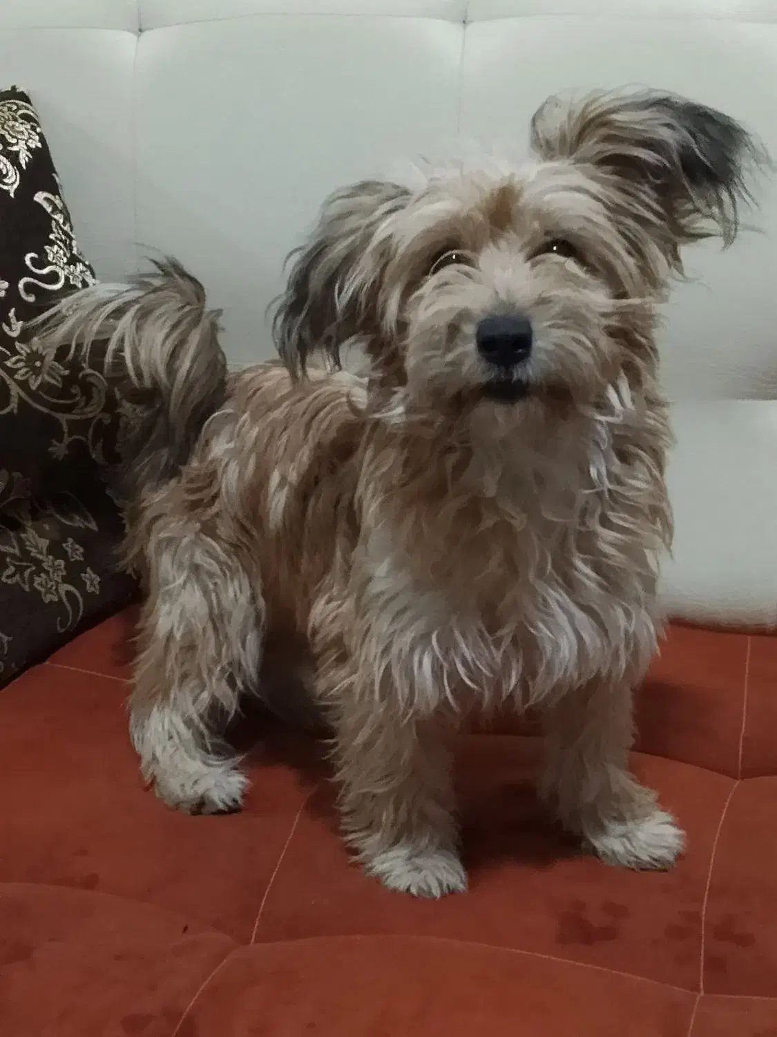 واگذار کردن توله سگ تریلر|سگ|صباشهر, |دیوار