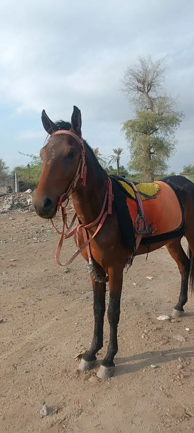 کره نریان 2سال|اسب و تجهیزات اسبسواری|میناب, |دیوار