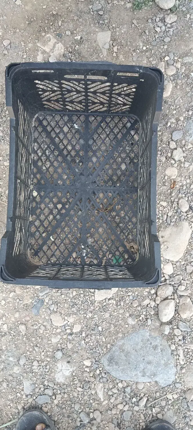 سبد16کیلویی|ظروف نگهدارنده، پلاستیکی، یک‌بارمصرف|خورموج, |دیوار