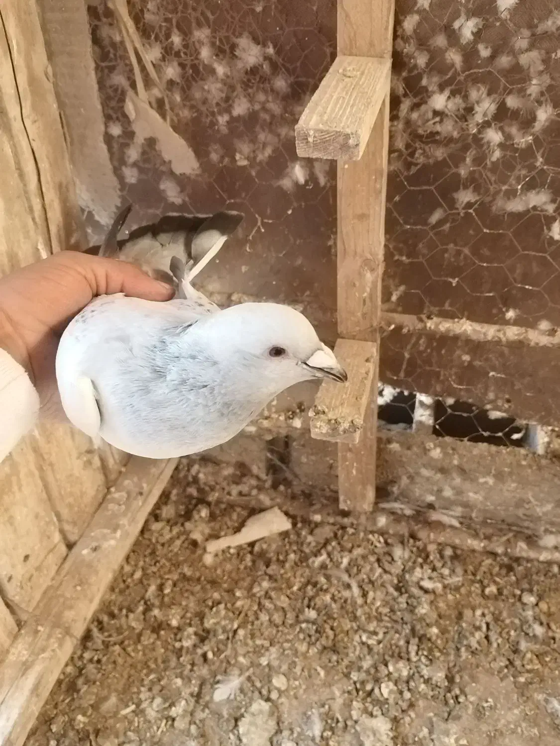 بدرنگ|پرنده|یزدان شهر, |دیوار