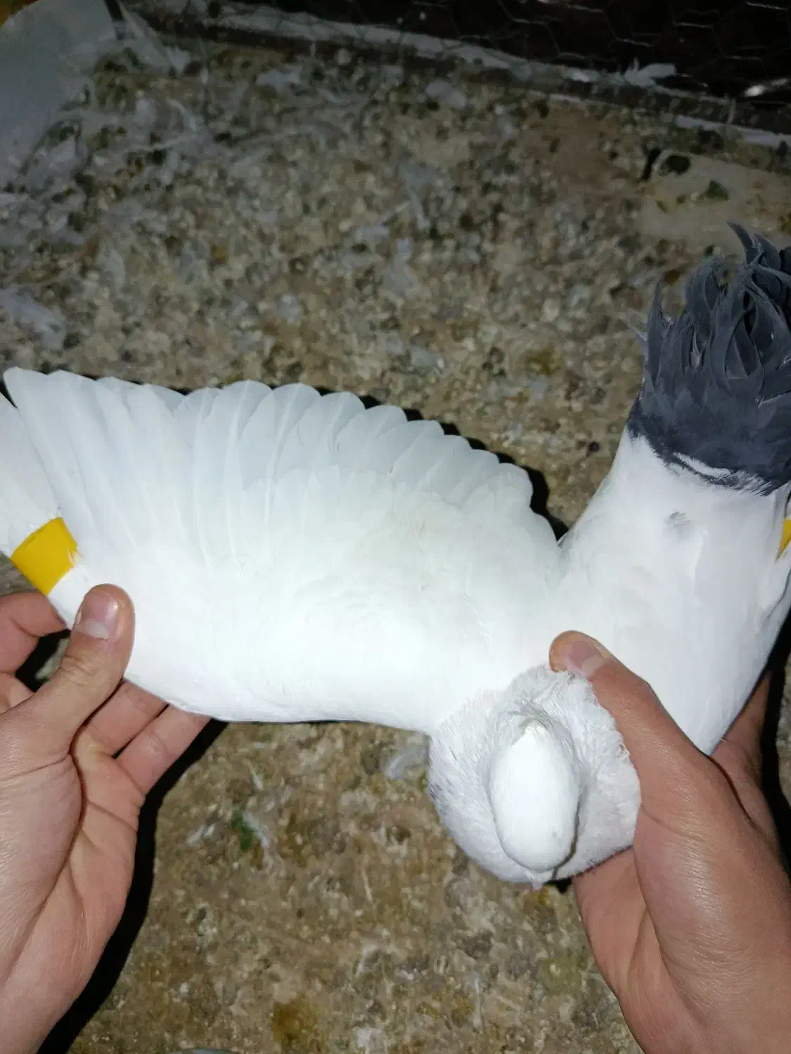 کبوتر دم سیاه نر|پرنده|ضیاء آباد, |دیوار