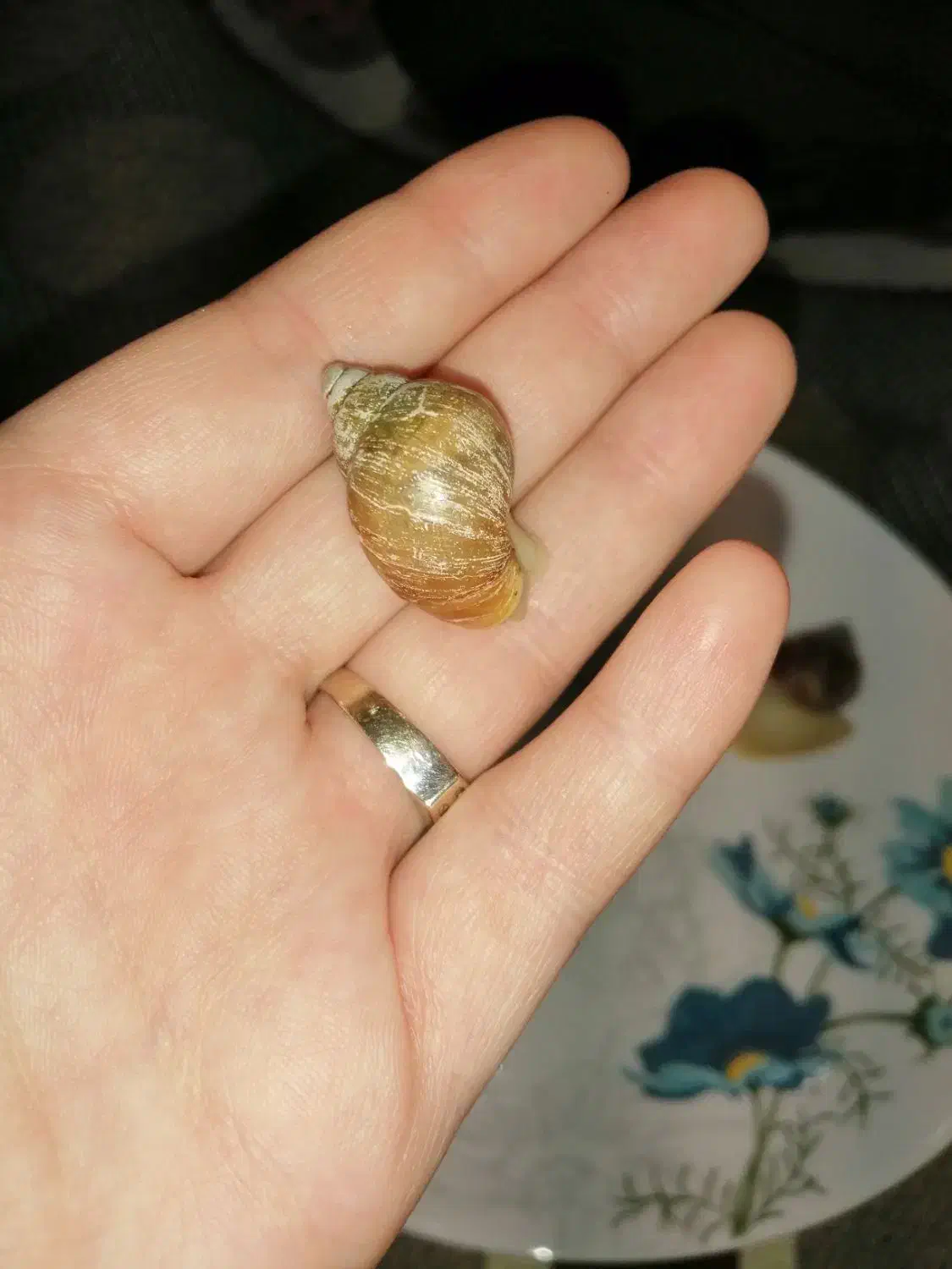 حلزون آلبینو آچاتینا|خزنده|قوچان, |دیوار