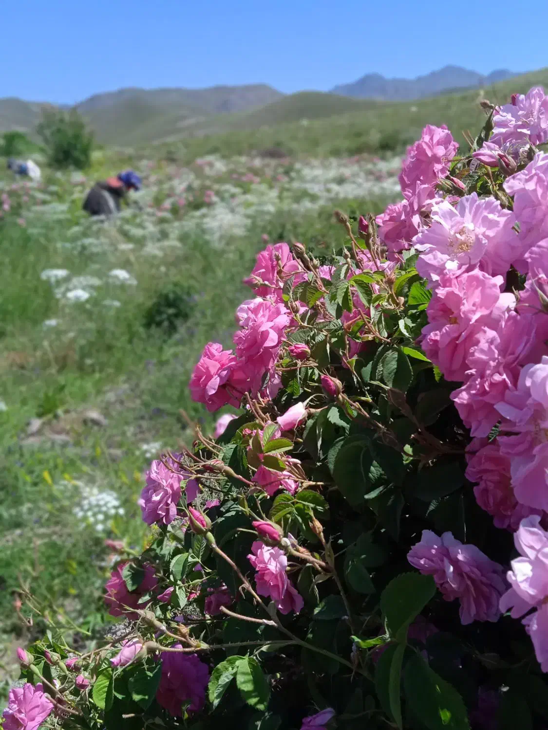 عرقیات سنتی لاله زار .گلاب باعیار بالا|خوردنی و آشامیدنی|لاله زار, |دیوار